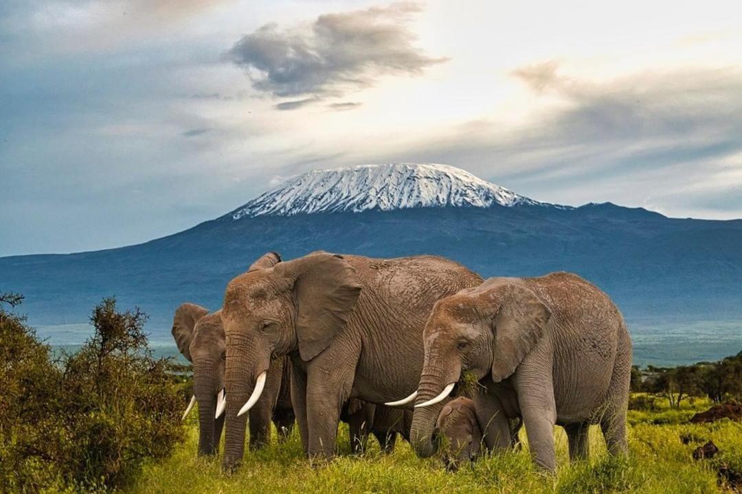 Amboseli Cultural Camping Eksteriør billede