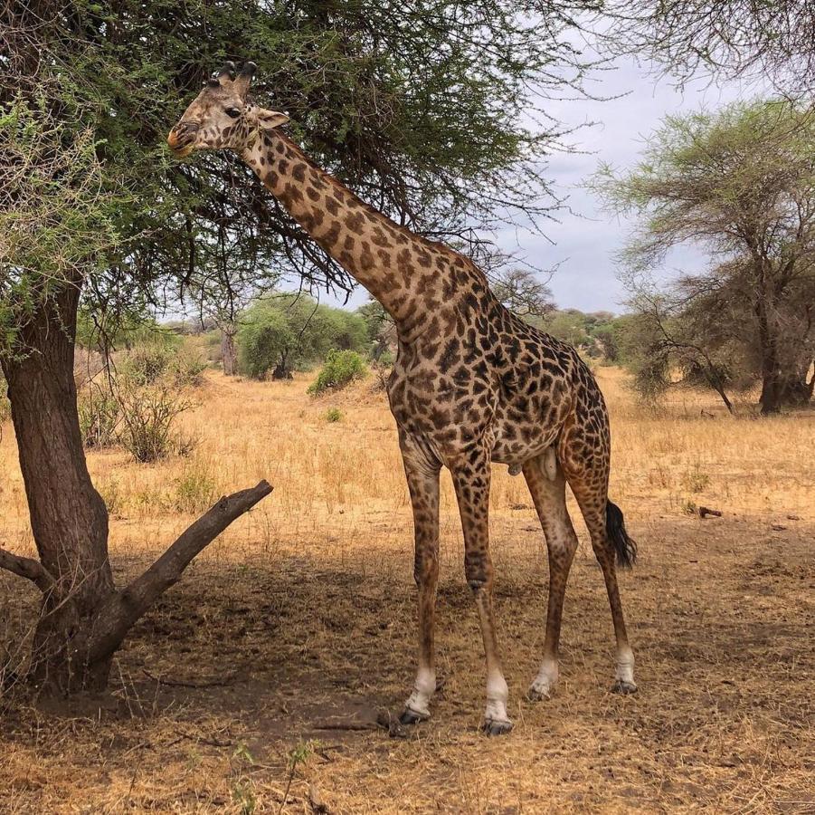 Amboseli Cultural Camping Eksteriør billede